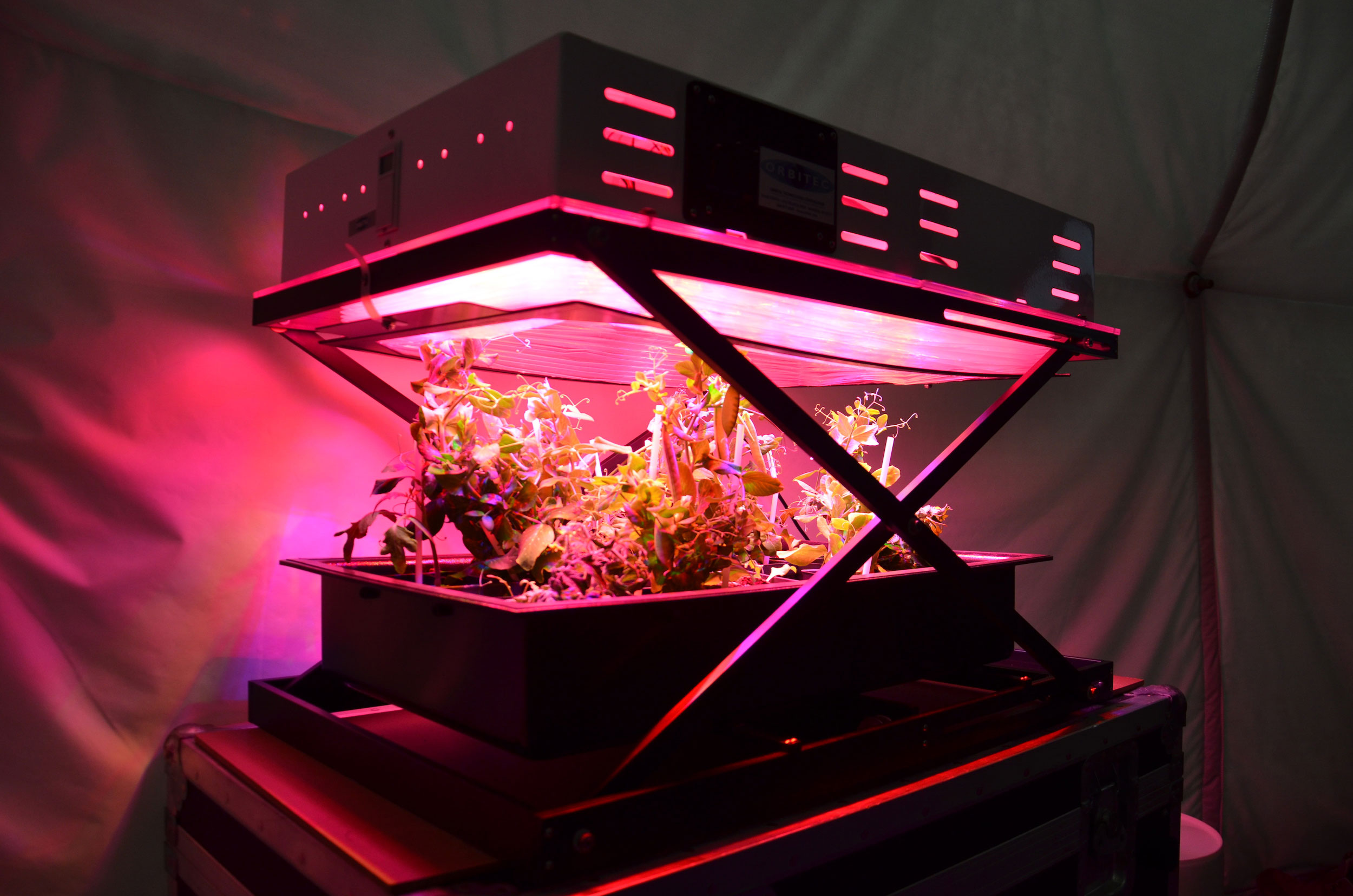 The VEGGIES prototype with a tomato crop growing within it. Credit: Ross Lockwood